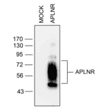 Western blot - Anti-APJ Antibody (A334491) - Antibodies.com