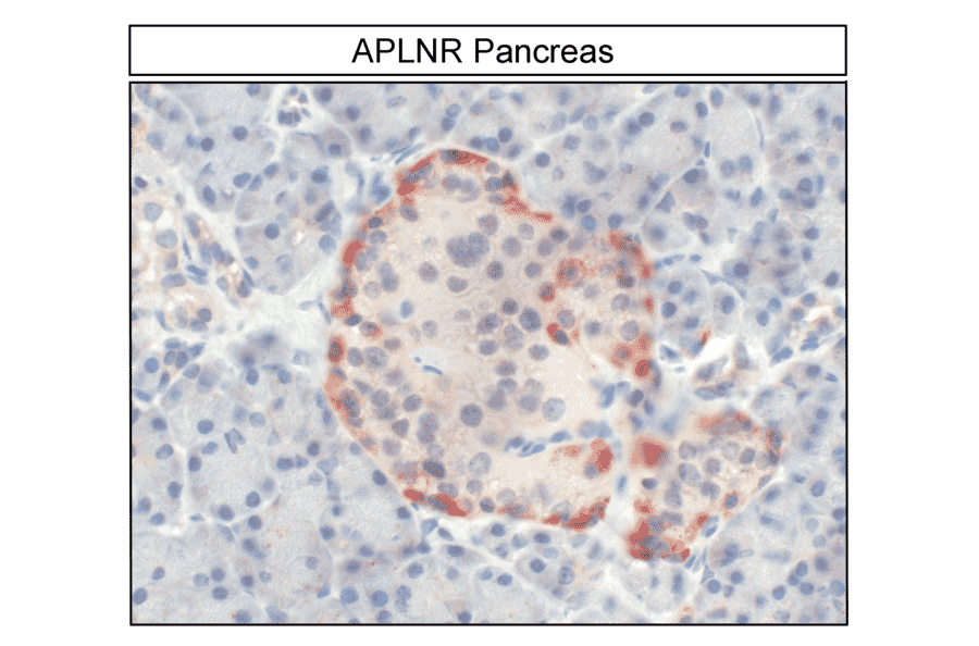 Immunohistochemistry - Anti-APJ Antibody (A334491) - Antibodies.com