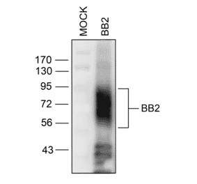 Western blot - Anti-GRPR Antibody (A334492) - Antibodies.com