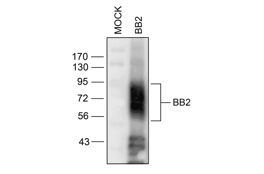 Western blot - Anti-GRPR Antibody (A334492) - Antibodies.com