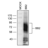 Western blot - Anti-GRPR Antibody (A334492) - Antibodies.com