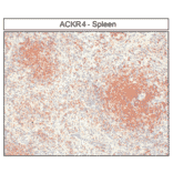 Immunohistochemistry - Anti-CCR11 Antibody (A334495) - Antibodies.com