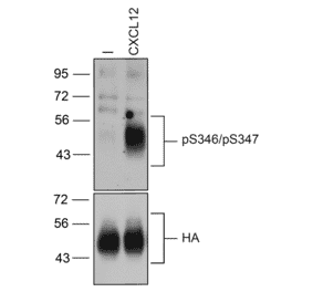 Western blot - Anti-CXCR4 (Phospho Ser346 + Ser347) Antibody (A334500) - Antibodies.com