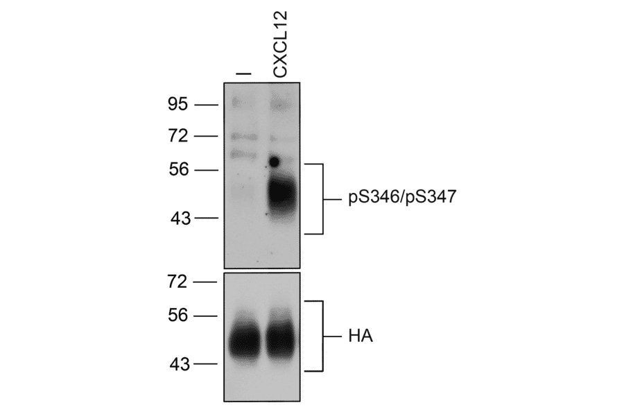 Western blot - Anti-CXCR4 (Phospho Ser346 + Ser347) Antibody (A334500) - Antibodies.com