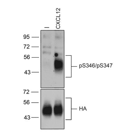 Western blot - Anti-CXCR4 (Phospho Ser346 + Ser347) Antibody (A334500) - Antibodies.com