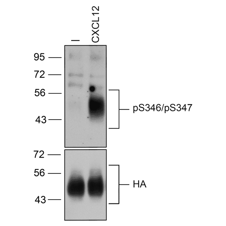 Western blot - Anti-CXCR4 (Phospho Ser346 + Ser347) Antibody (A334500) - Antibodies.com