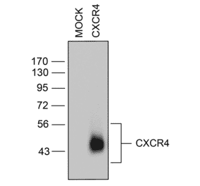 Western blot - Anti-CXCR4 Antibody (A334501) - Antibodies.com