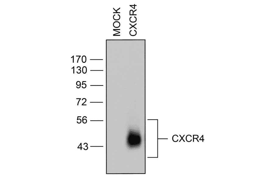 Western blot - Anti-CXCR4 Antibody (A334501) - Antibodies.com