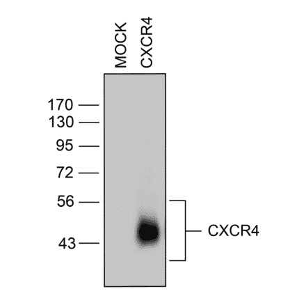 Western blot - Anti-CXCR4 Antibody (A334501) - Antibodies.com