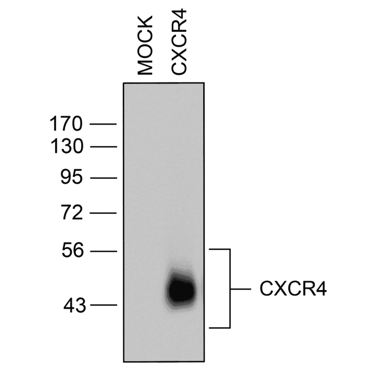 Western blot - Anti-CXCR4 Antibody (A334501) - Antibodies.com