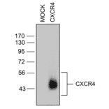Western blot - Anti-CXCR4 Antibody (A334501) - Antibodies.com