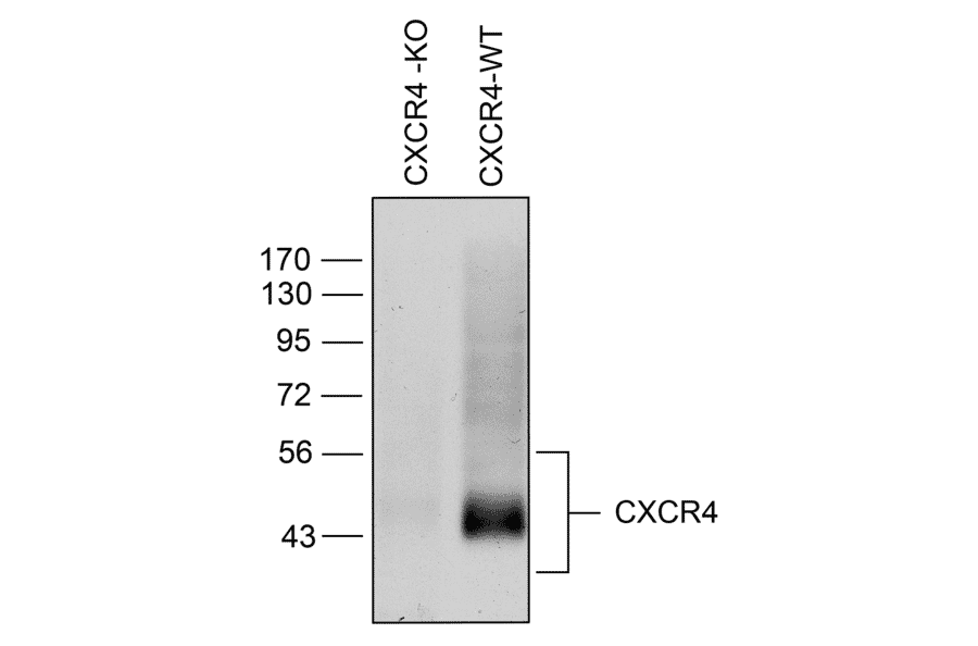 Western blot - Anti-CXCR4 Antibody (A334501) - Antibodies.com