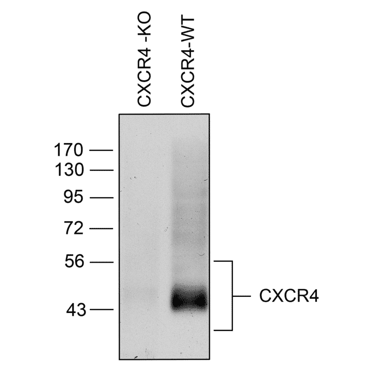 Western blot - Anti-CXCR4 Antibody (A334501) - Antibodies.com