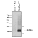 Western blot - Anti-CXCR4 Antibody (A334501) - Antibodies.com