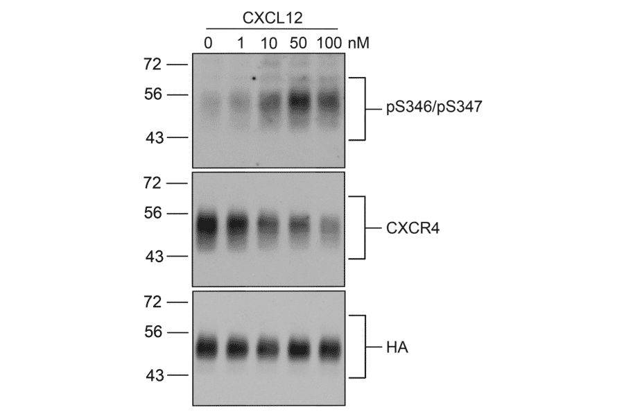 Western blot - Anti-CXCR4 Antibody (A334501) - Antibodies.com