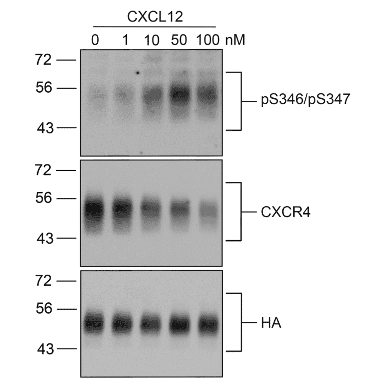 Western blot - Anti-CXCR4 Antibody (A334501) - Antibodies.com
