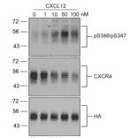 Western blot - Anti-CXCR4 Antibody (A334501) - Antibodies.com
