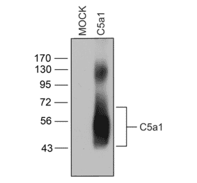 Western blot - Anti-C5aR Antibody (A334503) - Antibodies.com
