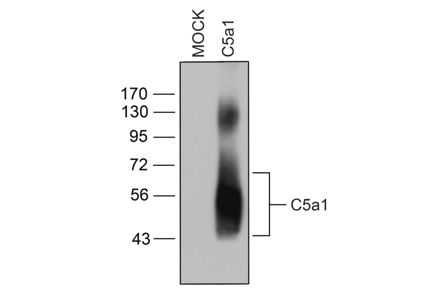 Western blot - Anti-C5aR Antibody (A334503) - Antibodies.com