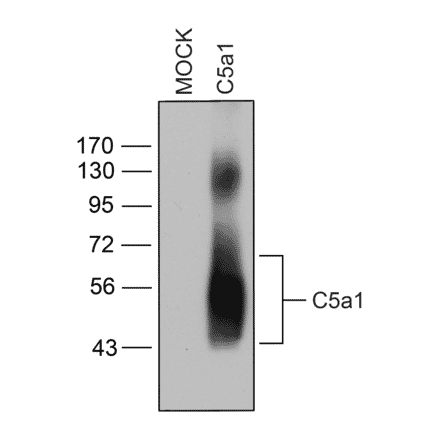 Western blot - Anti-C5aR Antibody (A334503) - Antibodies.com