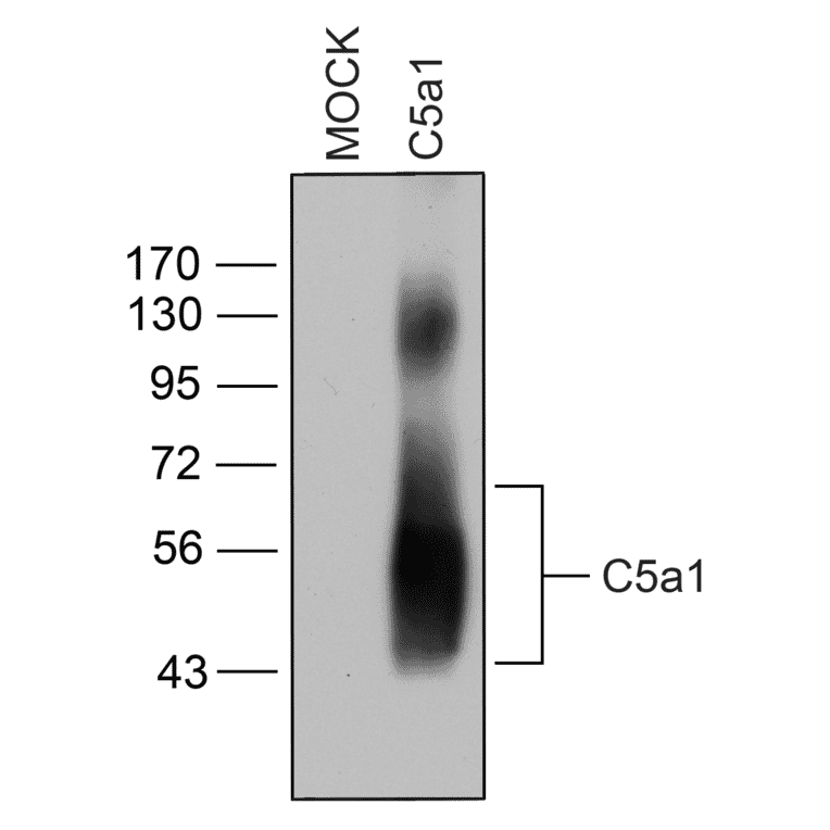 Western blot - Anti-C5aR Antibody (A334503) - Antibodies.com