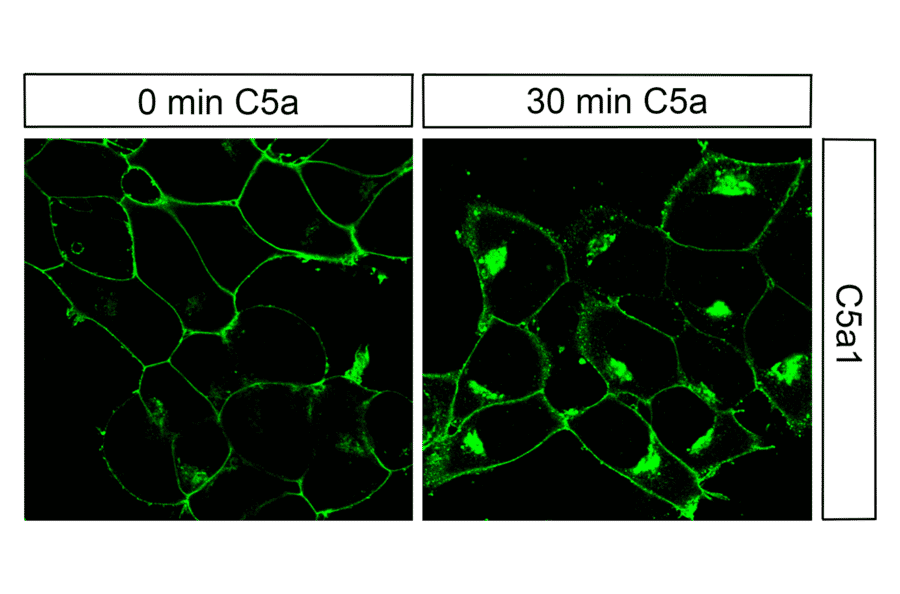 Immunohistochemistry - Anti-C5aR Antibody (A334503) - Antibodies.com