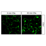 Immunohistochemistry - Anti-C5aR Antibody (A334503) - Antibodies.com