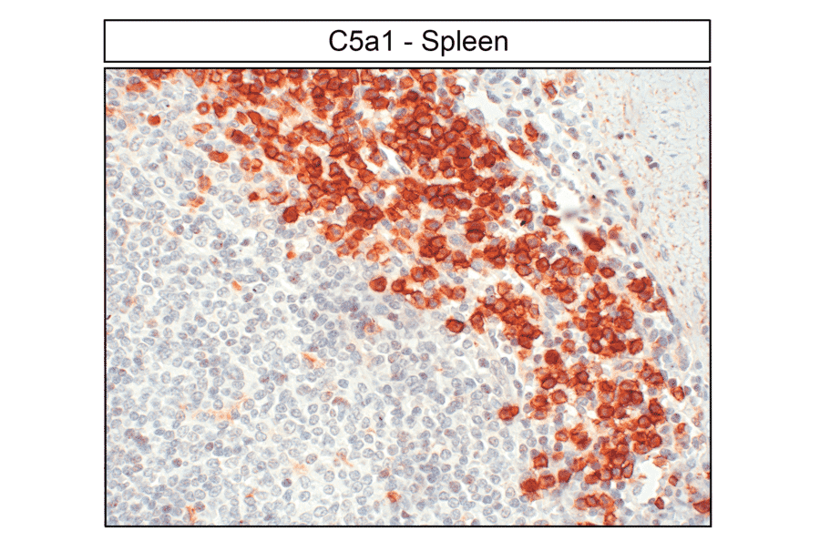 Immunohistochemistry - Anti-C5aR Antibody (A334503) - Antibodies.com