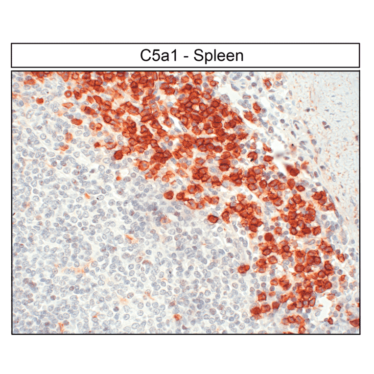 Immunohistochemistry - Anti-C5aR Antibody (A334503) - Antibodies.com