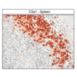 Immunohistochemistry - Anti-C5aR Antibody (A334503) - Antibodies.com