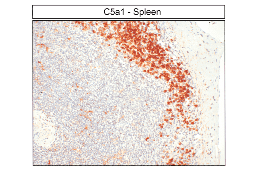 Immunohistochemistry - Anti-C5aR Antibody (A334503) - Antibodies.com