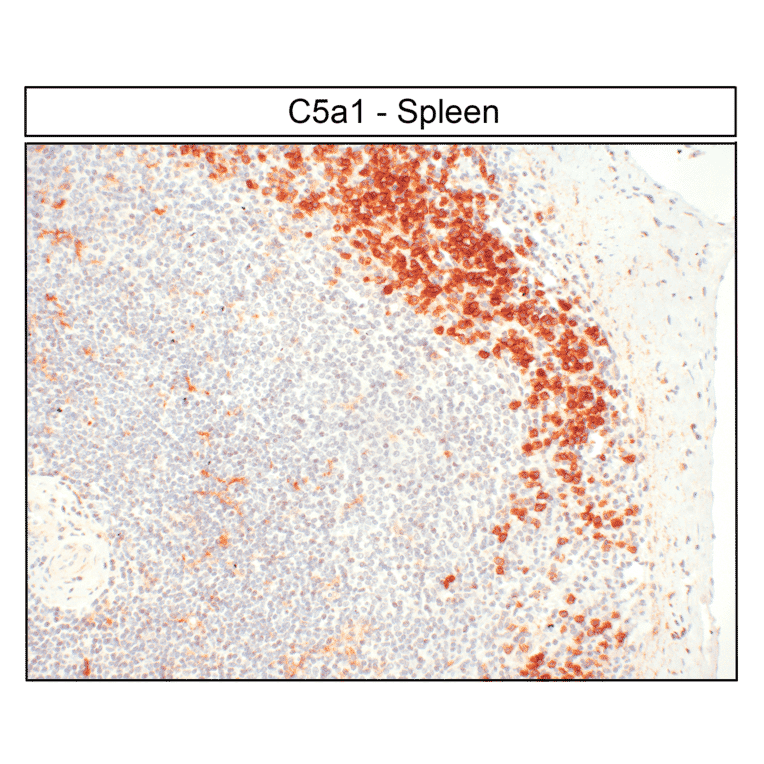 Immunohistochemistry - Anti-C5aR Antibody (A334503) - Antibodies.com