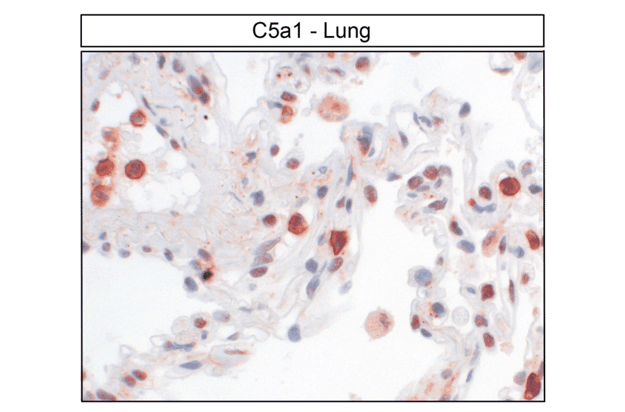 Immunohistochemistry - Anti-C5aR Antibody (A334503) - Antibodies.com