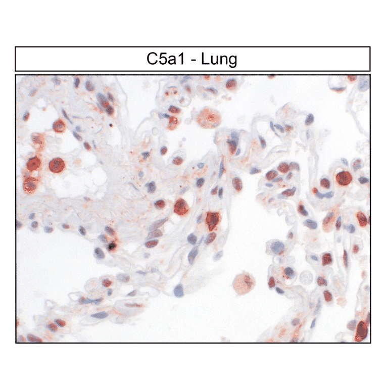 Immunohistochemistry - Anti-C5aR Antibody (A334503) - Antibodies.com