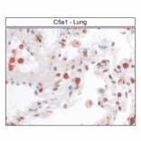 Immunohistochemistry - Anti-C5aR Antibody (A334503) - Antibodies.com
