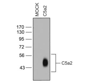 Western blot - Anti-GPCR C5L2 Antibody (A334504) - Antibodies.com