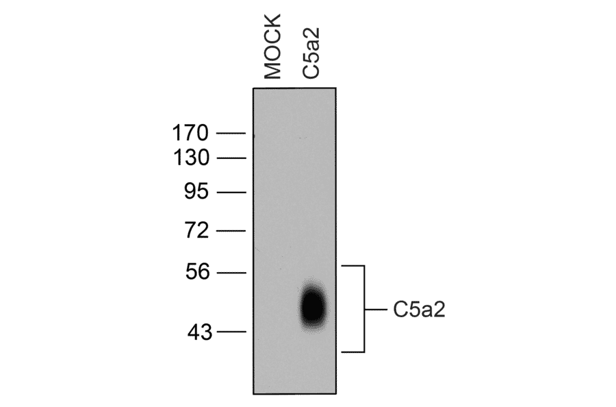 Western blot - Anti-GPCR C5L2 Antibody (A334504) - Antibodies.com