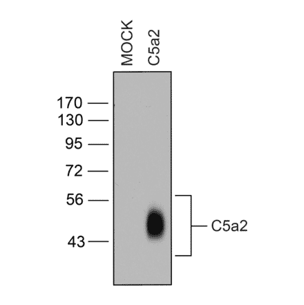Western blot - Anti-GPCR C5L2 Antibody (A334504) - Antibodies.com
