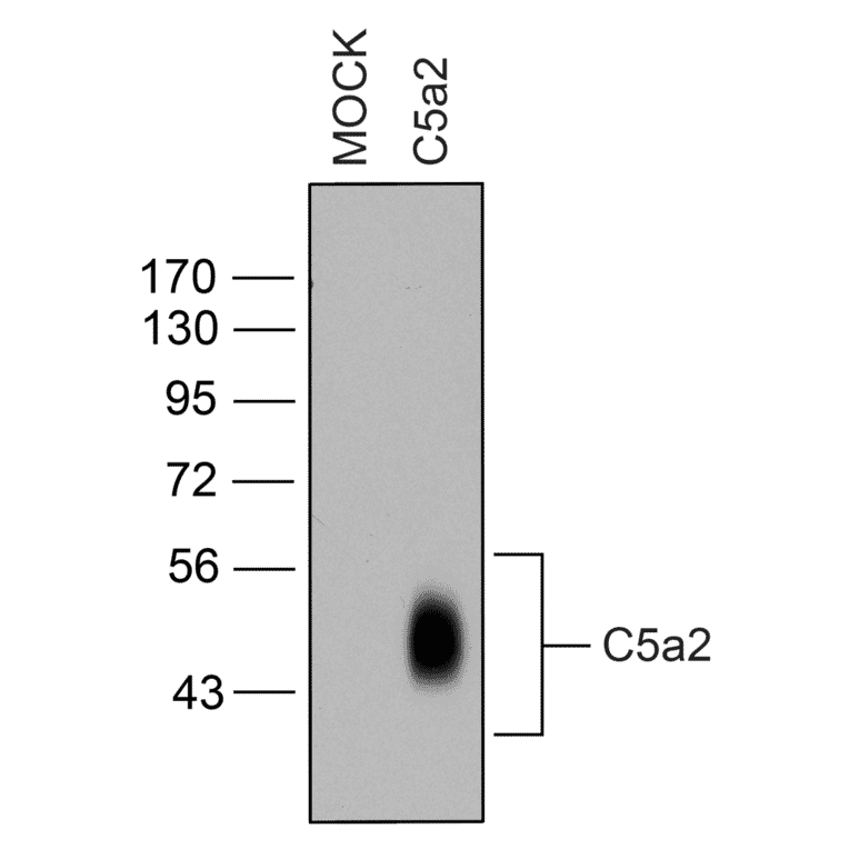 Western blot - Anti-GPCR C5L2 Antibody (A334504) - Antibodies.com