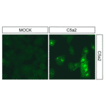 Immunohistochemistry - Anti-GPCR C5L2 Antibody (A334504) - Antibodies.com