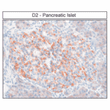 Immunohistochemistry - Anti-DRD2 Antibody (A334505) - Antibodies.com
