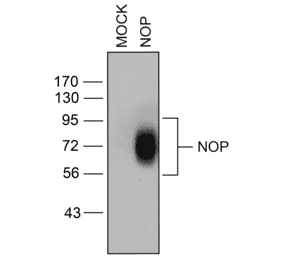 Western blot - Anti-Nociceptin Receptor Antibody (A334517) - Antibodies.com