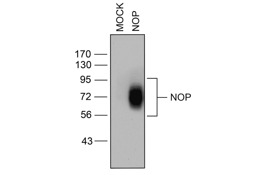 Western blot - Anti-Nociceptin Receptor Antibody (A334517) - Antibodies.com