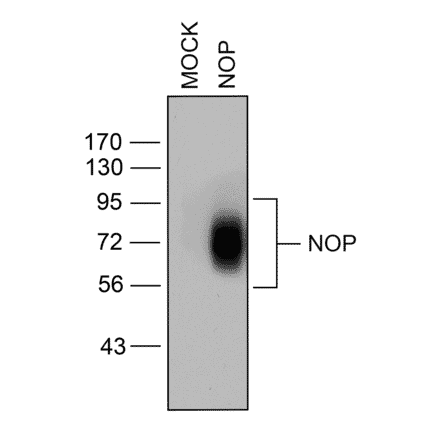 Western blot - Anti-Nociceptin Receptor Antibody (A334517) - Antibodies.com