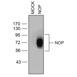 Western blot - Anti-Nociceptin Receptor Antibody (A334517) - Antibodies.com
