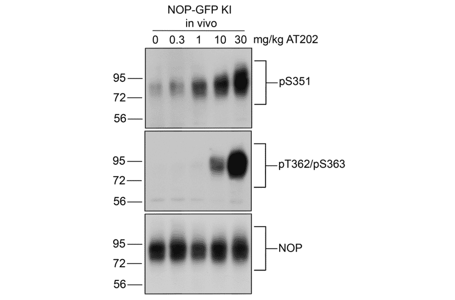 Western blot - Anti-Nociceptin Receptor Antibody (A334517) - Antibodies.com