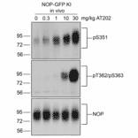 Western blot - Anti-Nociceptin Receptor Antibody (A334517) - Antibodies.com