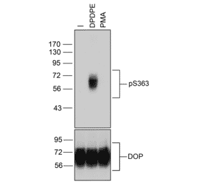 Western blot - Anti-delta Opioid Receptor (phospho Ser363) Antibody (A334519) - Antibodies.com