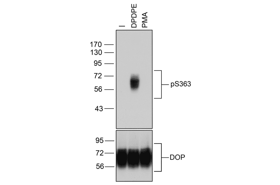 Western blot - Anti-delta Opioid Receptor (phospho Ser363) Antibody (A334519) - Antibodies.com