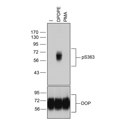 Western blot - Anti-delta Opioid Receptor (phospho Ser363) Antibody (A334519) - Antibodies.com